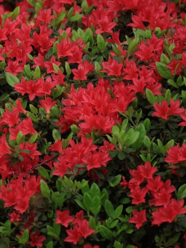 Rhododendron obtusum im Onlineshop der Bohlken Baumschulen