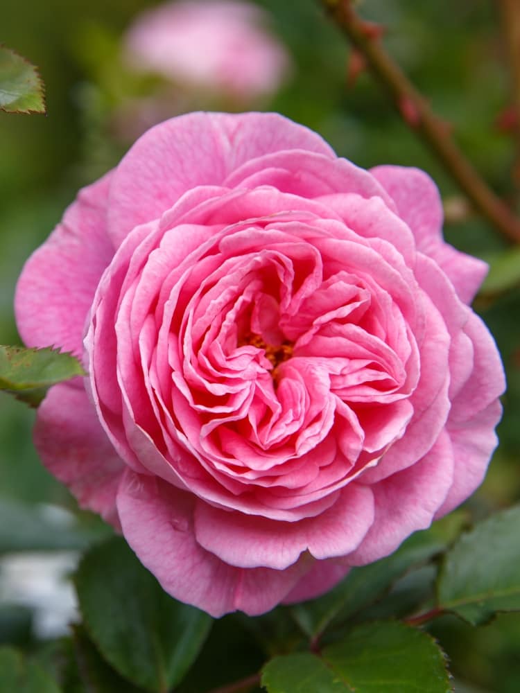 Rosa Parfuma ® 'Rosengräfin Marie Henriette' ®, im Onlineshop der Bohlken Baumschulen kaufen