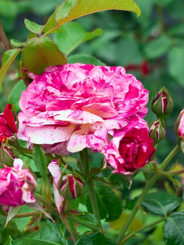 Rosa 'Abracadabra'  ®, Beetrose 'Abracadabra' ® im Onlineshop der Bohlken Baumschulen