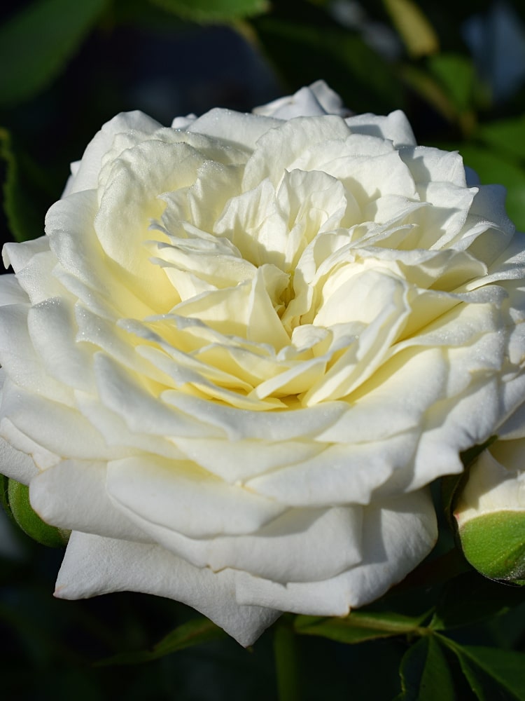 Rosa 'Alabaster'  ®, Beetrose 'Alabaster' ® im Onlieshop der Bohlken Baumschulen