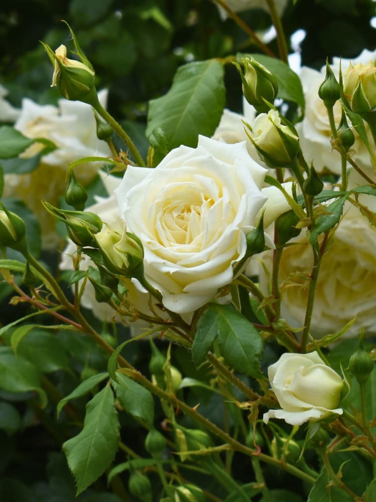 Rosa 'Alaska'  ®, Kletterrose 'Alaska' ®, im Onlineshop der Bohlken Baumschulen