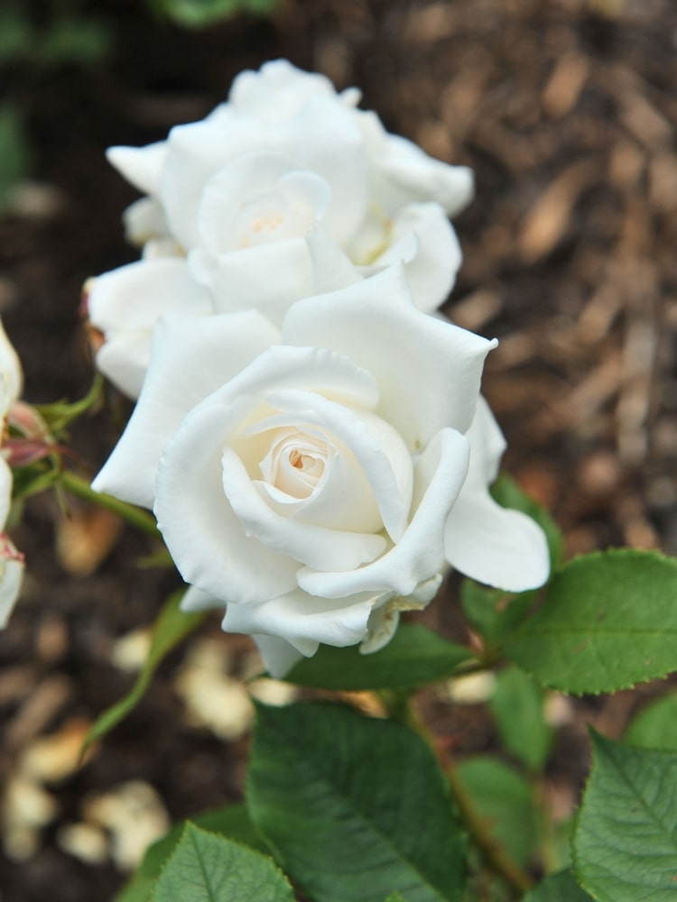 Rosa 'Annapurna'  ®, Edelrose 'Annapurna' ®  Teehybride im Onlineshop der Bohlken Baumschulen