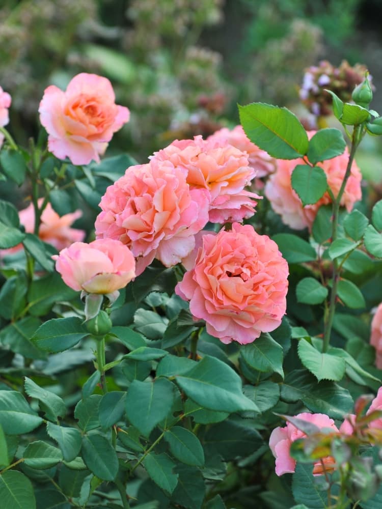 Edelrose 'Augusta Luise' ®, Rosa 'Augusta Luise' ® im Onlineshop der Bohlken Baumschulen