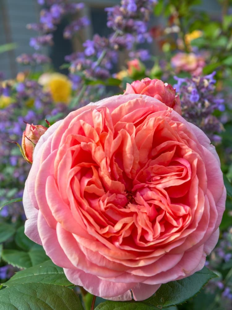 Rosa 'Chippendale' ®, Strauchrose 'Chippendale' ® im Onlineshop der Bohlken Baumschulen