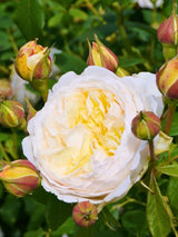 Rosa 'Claire Austin' ®, Strauchrose 'Claire Austin' ® im Onlineshop der Bohlken Baumschulen