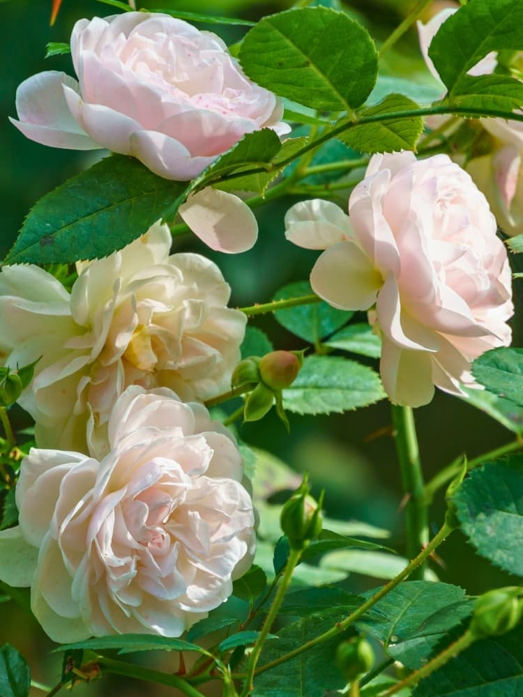 Rosa 'Sea Foam', Zwergrose, Bodendecker-Rose 'Sea Foam' im Onlineshop der Bohlken Baumschulen