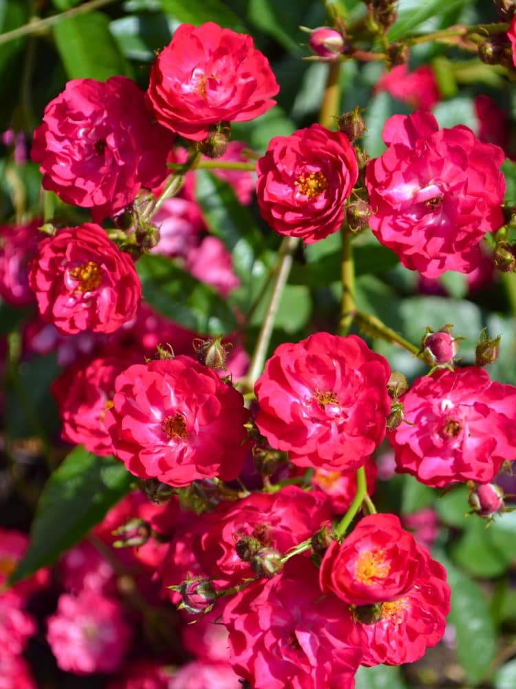 Bodendeckerrose 'The Fairy' rot, Rosa 'The Fairy' rot, Zwergrose im Onlineshop der Bohlken Baumschulen