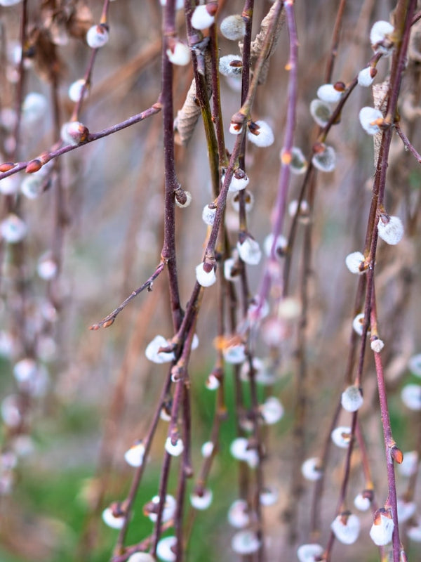 Salix caprea 'Pendula', Hängende Kätzchenweide 'Pendula' im Onlineshop der Bohlken Baumschulen