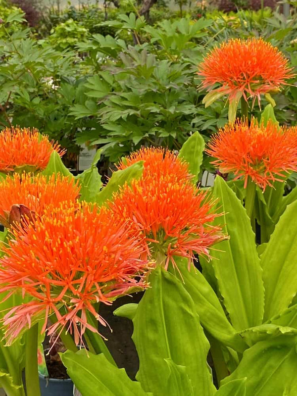 Scadoxus multiflorus, Blutblume, Feuerball-Lilie im Onlineshop der Bohlken Baumschulen