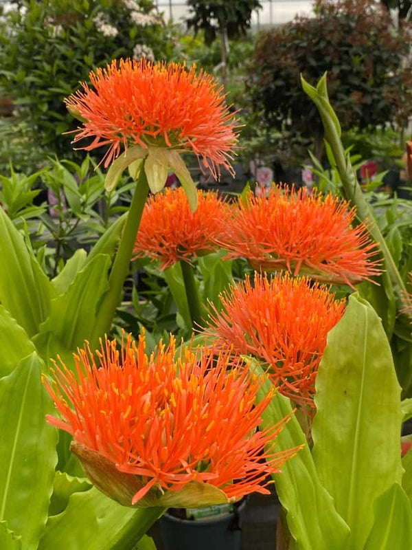 Scadoxus multiflorus, Blutblume, Feuerball-Lilie im Onlineshop der Bohlken Baumschulen