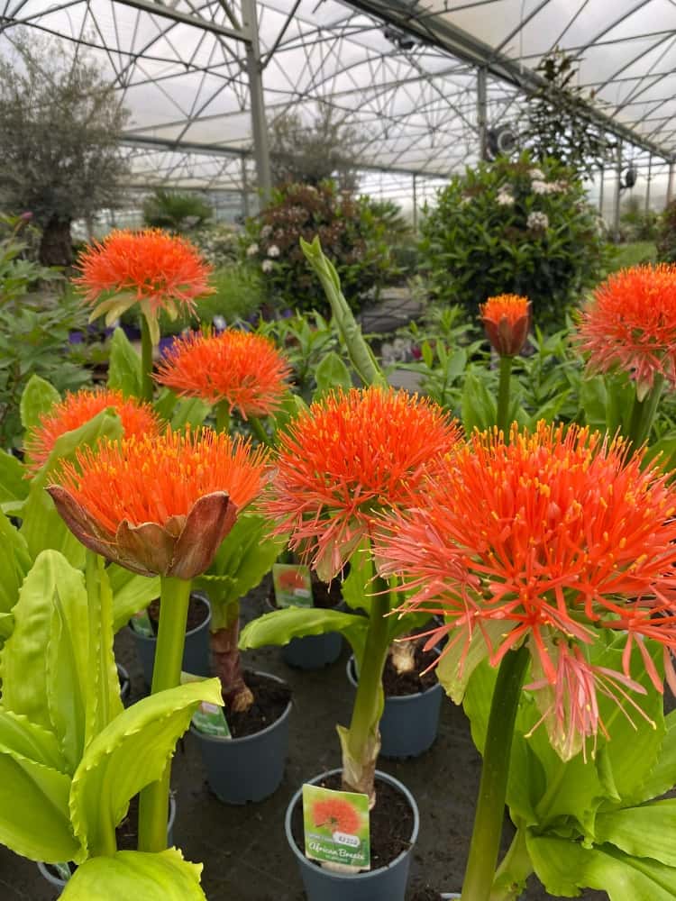 Scadoxus multiflorus, Blutblume, Feuerball-Lilie im Onlineshop der Bohlken Baumschulen