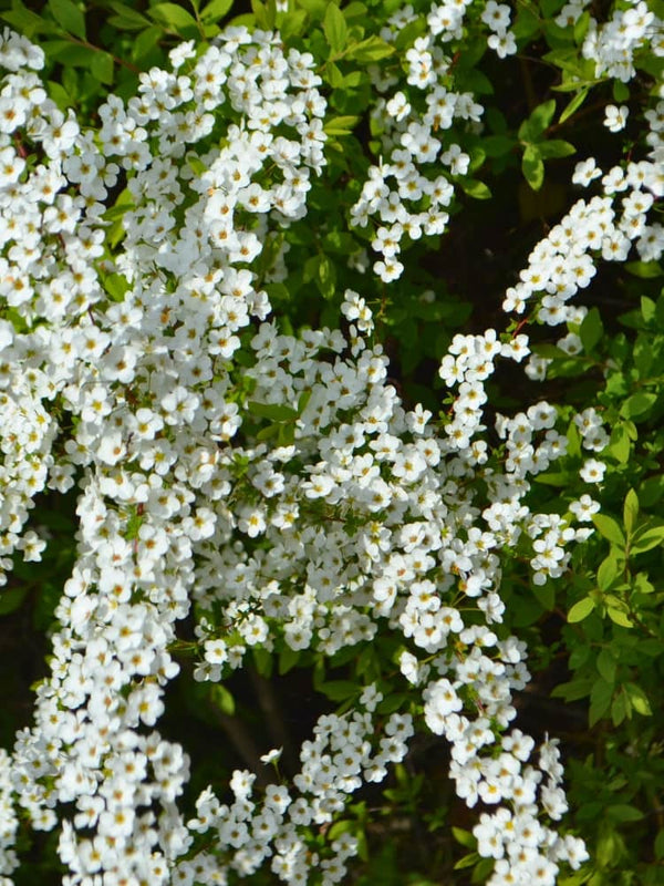 Spiraea arguta, Schneespiere, Brautspiere im Onlineshop der Bohlken Baumschulen