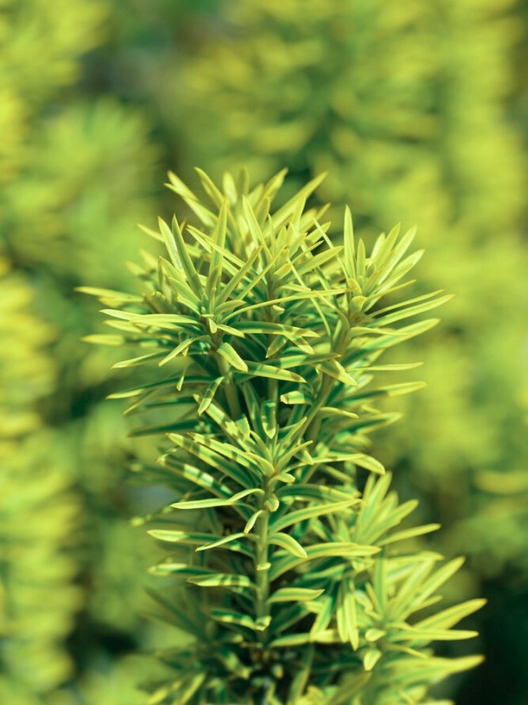 Goldgelbe Säuleneibe 'Fastigiata Goldstar', Taxus baccata 'Fastigiata Goldstar' im Onlineshop der Bohlken Baumschulen