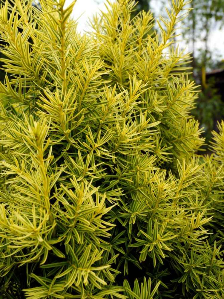 Taxus baccata 'Golden Crown', Aufrechte Goldeibe 'Golden Crown' im Onlineshop der Bohlken Baumschulen