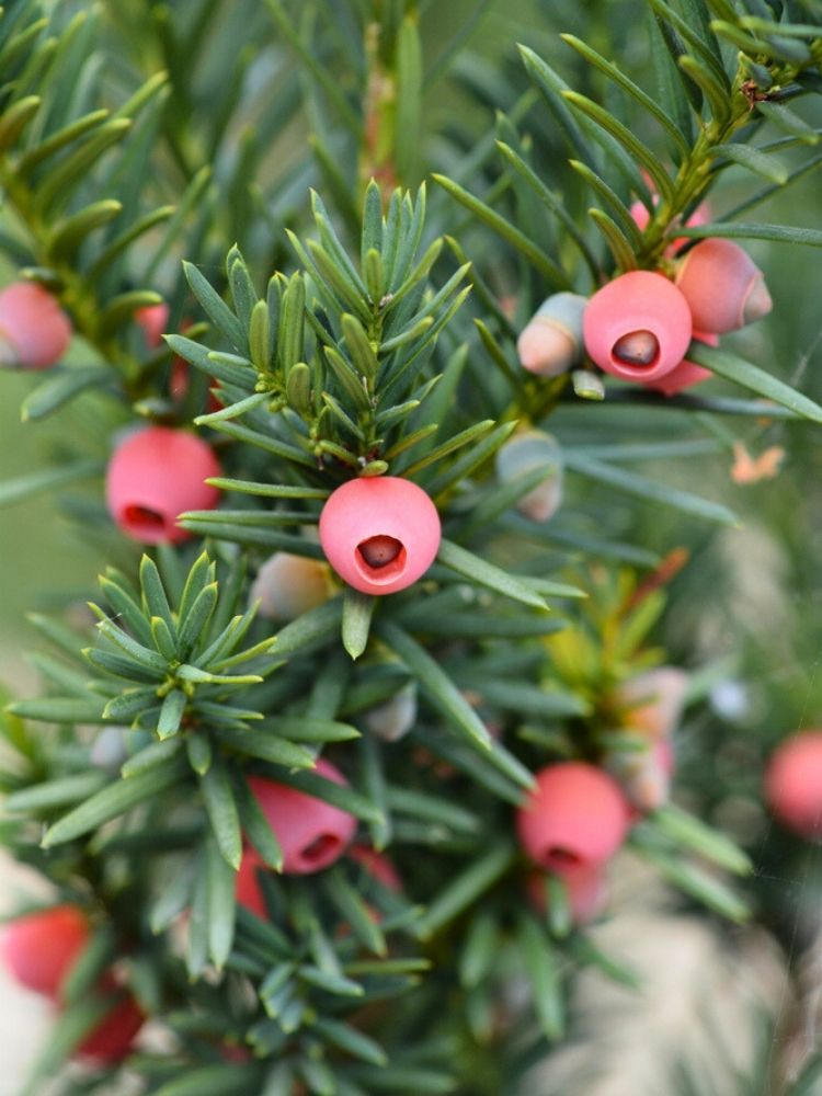 Taxus media 'Hicksii', Becher-Eibe 'Hicksii' im Onlineshop der Bohlken Baumschulen