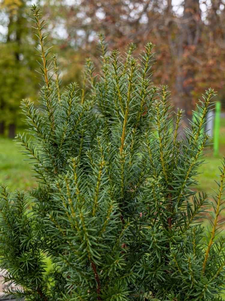 Taxus × media 'Kazio', Eibe 'Kazio' ® im Onlineshop der Bohlken Baumschulen