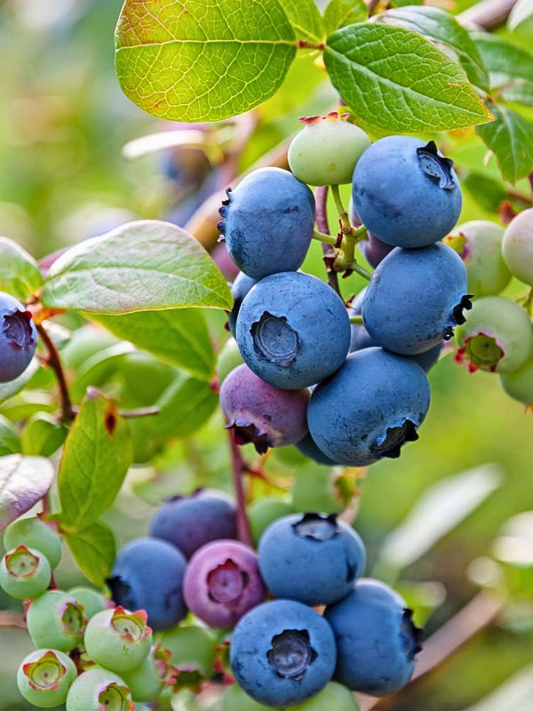 Vaccinium corymbosum 'Bluecrop', Heidelbeere 'Bluecrop' im Onlineshop der Bohlken Baumschulen