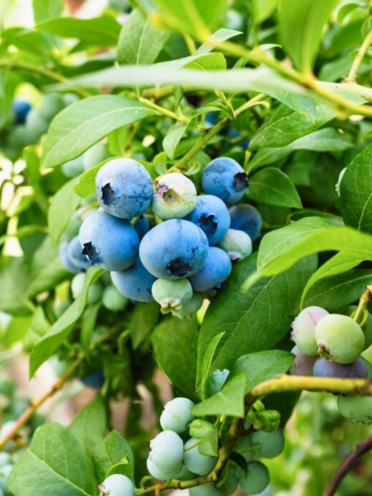 Vaccinium corymbosum 'Brigitta', Heidelbeere 'Brigitta' im Onlineshop der Bohlken Baumschulen