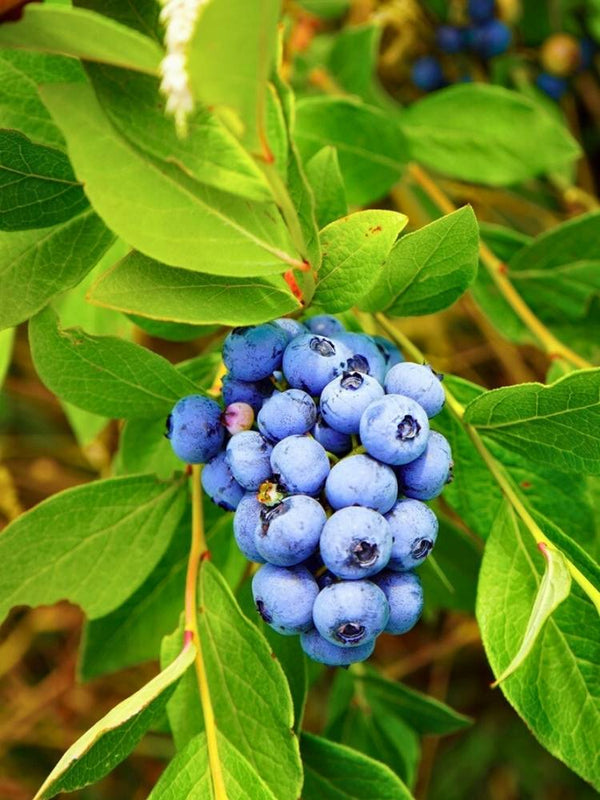 Vaccinium corymbosum 'Duke', Heidelbeere 'Duke' im Onlineshop der Bohlken Baumschulen