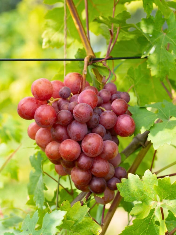 Vitis 'Erdbeertraube', Weintraube 'Erdbeertraube' im Onlineshop der Bohlken Baumschulen