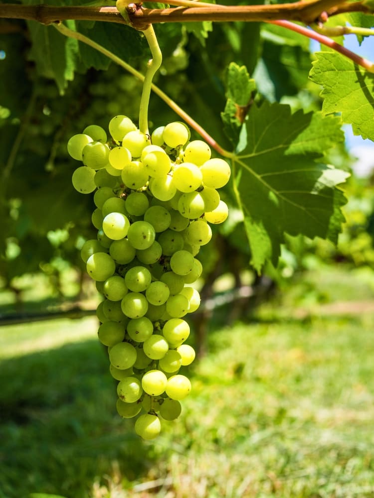 Vitis 'Lakemont', Weintraube 'Lakemont' im Onlineshop der Bohlken Baumschulen