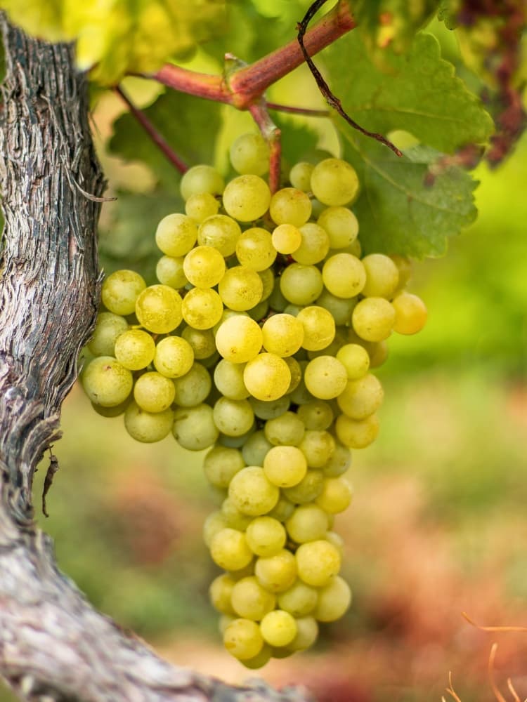 Vitis 'Phönix', Weinrebe, Weintraube 'Phönix' im Onlineshop der Bohlken Baumschulen