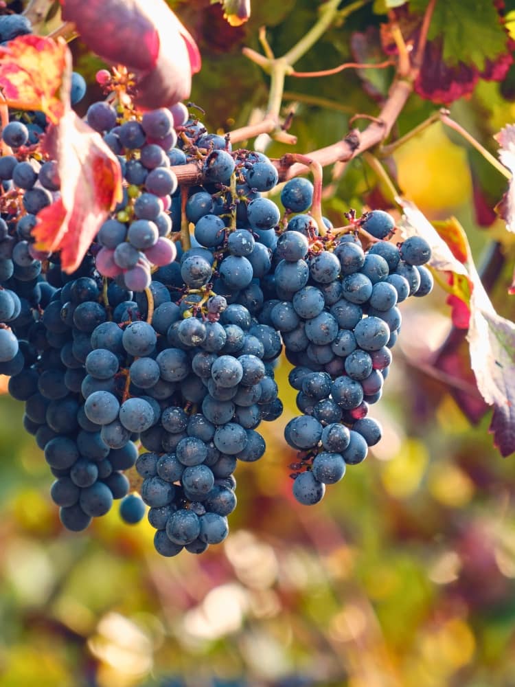 Vitis 'Regent', Weinrebe, Weintraube 'Regent' im Onlineshop der Bohlken Baumschulen