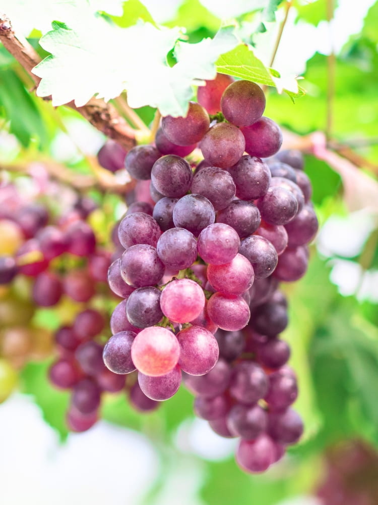 Weintraube 'Vanessa', Vitis 'Vanessa' im Onlineshop der Bohlken Baumschulen