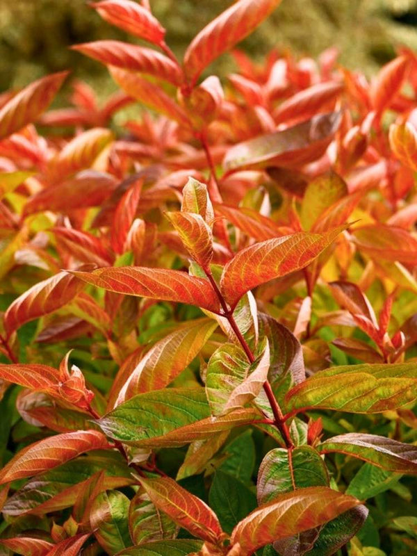 Weigela florida 'Wings of Fire', Weigelie 'Wings of Fire' im Onlineshop der Bohlken Baumschulen