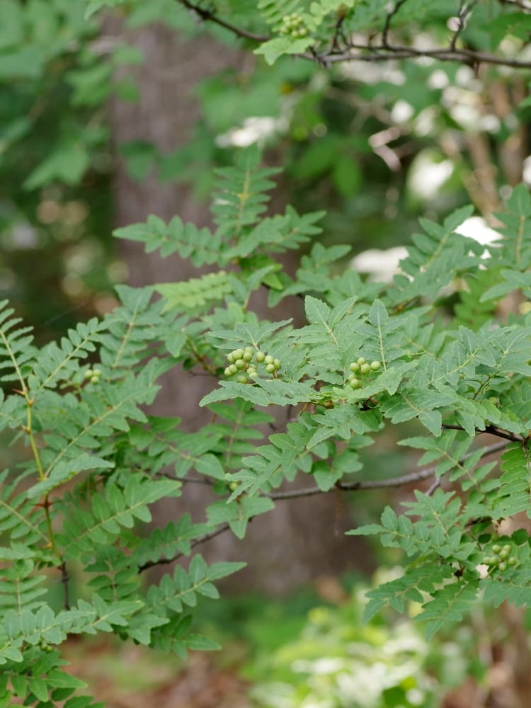 Zanthoxylum piperitum, Japanischer Pfeffer, Sichuan-Pepper, Szechuanpfeffer im Onlineshop der Bohlken Baumschulen