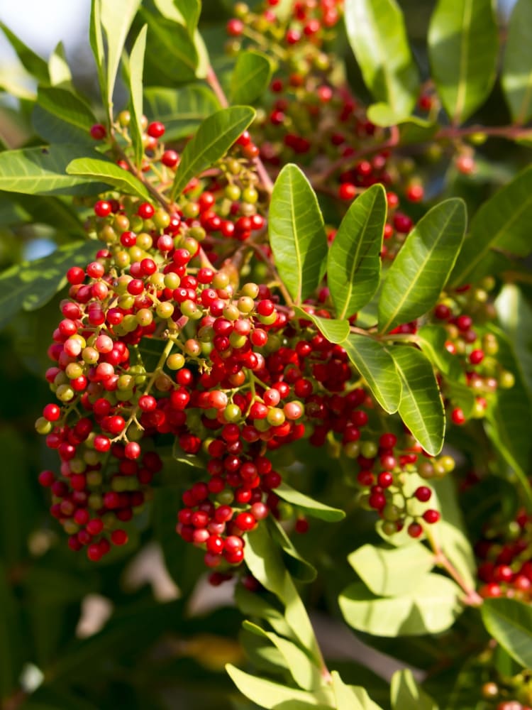 Zanthoxylum piperitum, Japanischer Pfeffer, Sichuan-Pepper, Szechuanpfeffer im Onlineshop der Bohlken Baumschulen