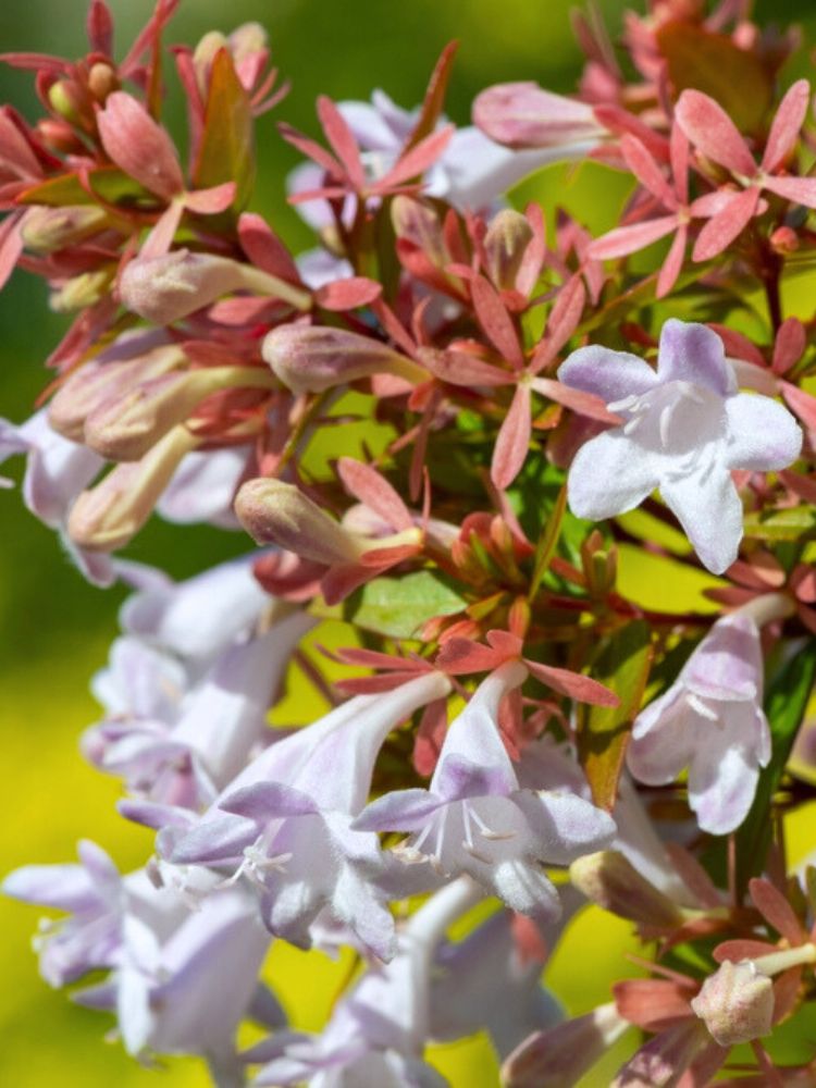 Chinesische Abelie, Abelia chinensis 'Autumn Festival' ® kaufen im Online-Shop der Bohlken Baumschulen