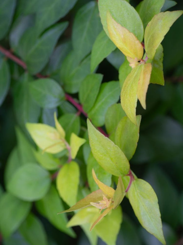 Chinesische Abelie, Abelia chinensis 'Autumn Festival' ® kaufen im Online-Shop der Bohlken Baumschulen