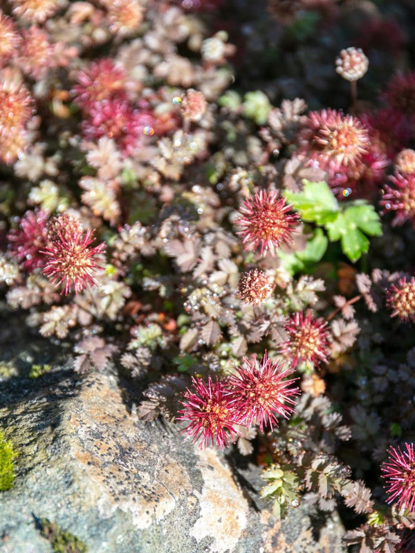 Blaugraues Stachelnüsschen, Acaena caesiiglauca kaufen im Online-Shop der Bohlken Baumschulen