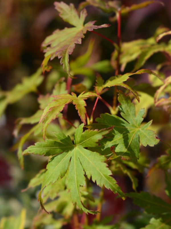 Bild von Japanischer Ahorn 'Going Green' im Onlineshop von Bohlken Pflanzenversand GbR