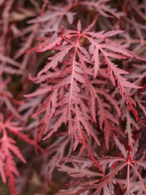 Japanischer Fächerahorn, Acer palmatum 'Orangeola' kaufen im Online-Shop der Bohlken Baumschulen