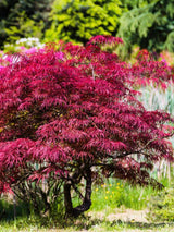 Japanischer Fächerahorn, Acer palmatum 'Orangeola' kaufen im Online-Shop der Bohlken Baumschulen