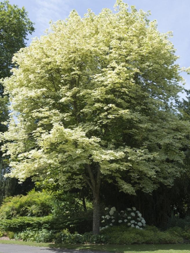 Weißgerandeter Spitzahorn, Acer platanoides 'Drummondii' kaufen im Online-Shop der Bohlken Baumschulen