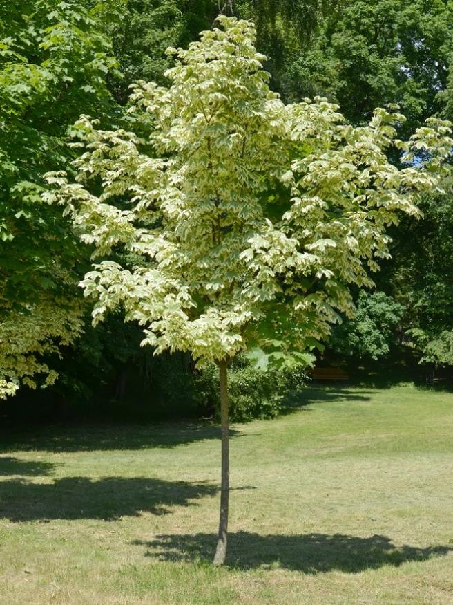 Weißgerandeter Spitzahorn, Acer platanoides 'Drummondii' kaufen im Online-Shop der Bohlken Baumschulen