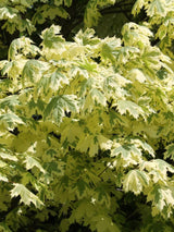 Weißgerandeter Spitzahorn, Acer platanoides 'Drummondii' kaufen im Online-Shop der Bohlken Baumschulen