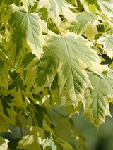 Weißgerandeter Spitzahorn, Acer platanoides 'Drummondii' kaufen im Online-Shop der Bohlken Baumschulen