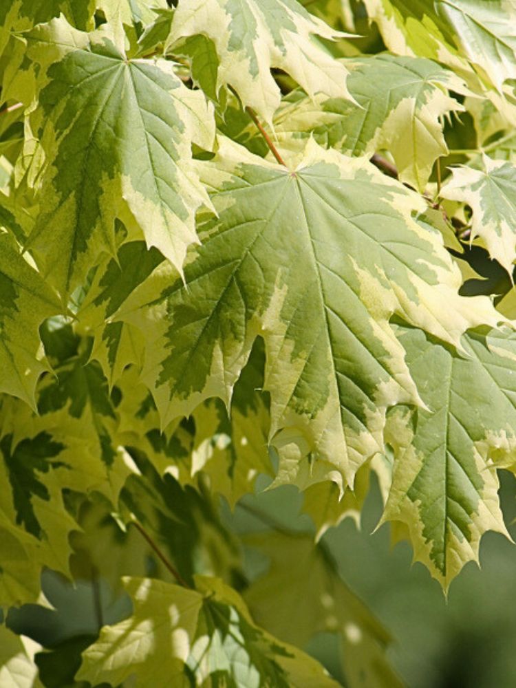 Weißgerandeter Spitzahorn, Acer platanoides 'Drummondii' kaufen im Online-Shop der Bohlken Baumschulen