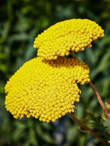 Hohe Gold-Garbe 'Cloth of Gold', Achillea filipendulina 'Cloth of Gold' kaufen im Online-Shop der Bohlken Baumschulen