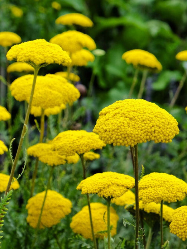 Hohe Gold-Garbe 'Cloth of Gold',  Achillea filipendulina 'Cloth of Gold' kaufen im Online-Shop der Bohlken Baumschulen