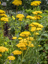 Hohe Gold-Garbe 'Cloth of Gold', Achillea filipendulina 'Cloth of Gold' kaufen im Online-Shop der Bohlken Baumschulen