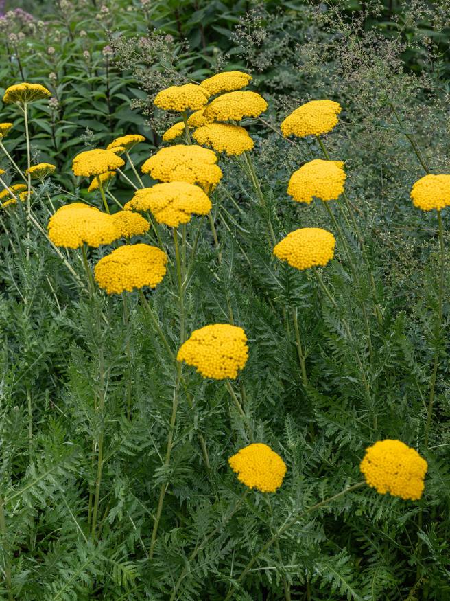 Hohe Gold-Garbe 'Cloth of Gold', Achillea filipendulina 'Cloth of Gold' kaufen im Online-Shop der Bohlken Baumschulen