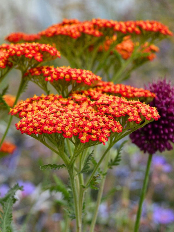 Hohe Gold-Garbe 'Feuerland', Achillea filipendulina 'Feuerland' kaufen im Online-Shop der Bohlken Baumschulen