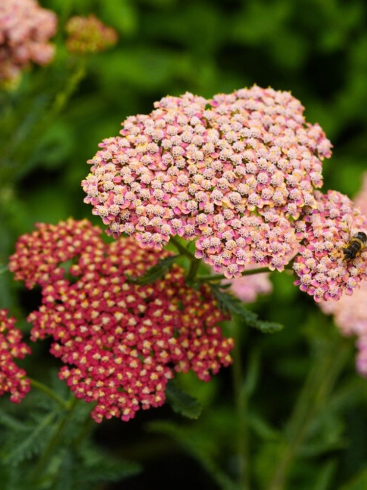 Schafgarbe 'Belle Epoque', Achillea millefolium 'Belle Epoque' kaufen im Online-Shop der Bohlken Baumschulen