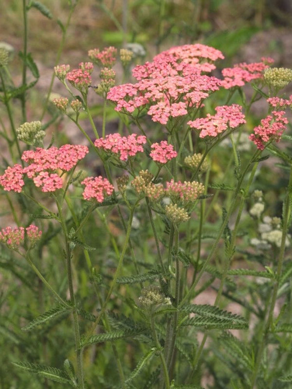 Schafgarbe 'Lachsschönheit', Achillea millefolium 'Lachsschönheit' kaufen im Online-Shop der Bohlken Baumschulen