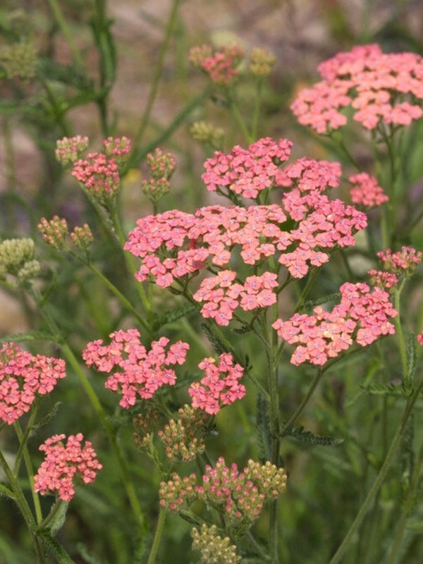 Schafgarbe 'Lachsschönheit', Achillea millefolium 'Lachsschönheit' kaufen im Online-Shop der Bohlken Baumschulen